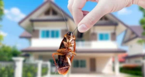 আর চিন্তা নেই! সহজে ঘর থেকে পোকা তাড়ানোর দুর্দান্ত ‘নিনজা টেকনিক’