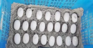 ডিম থেকেই কথা বলতে শুরু করে কোন প্রাণীর ছানা অবাক করবে অজানা এই তথ্য